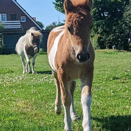 Apartment Karl Holtgast